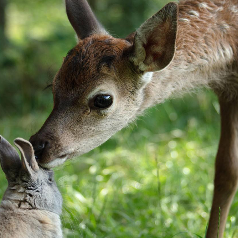 BAMBI: PŘÍBĚH ŽIVOTA Z LESŮ